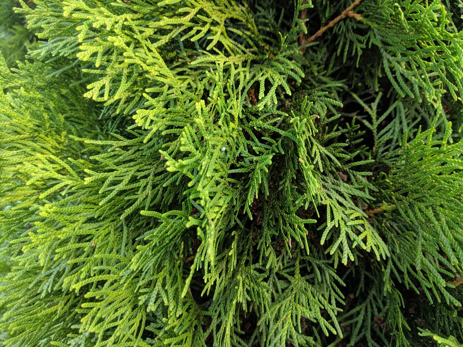 Emerald Cedar Foliage
