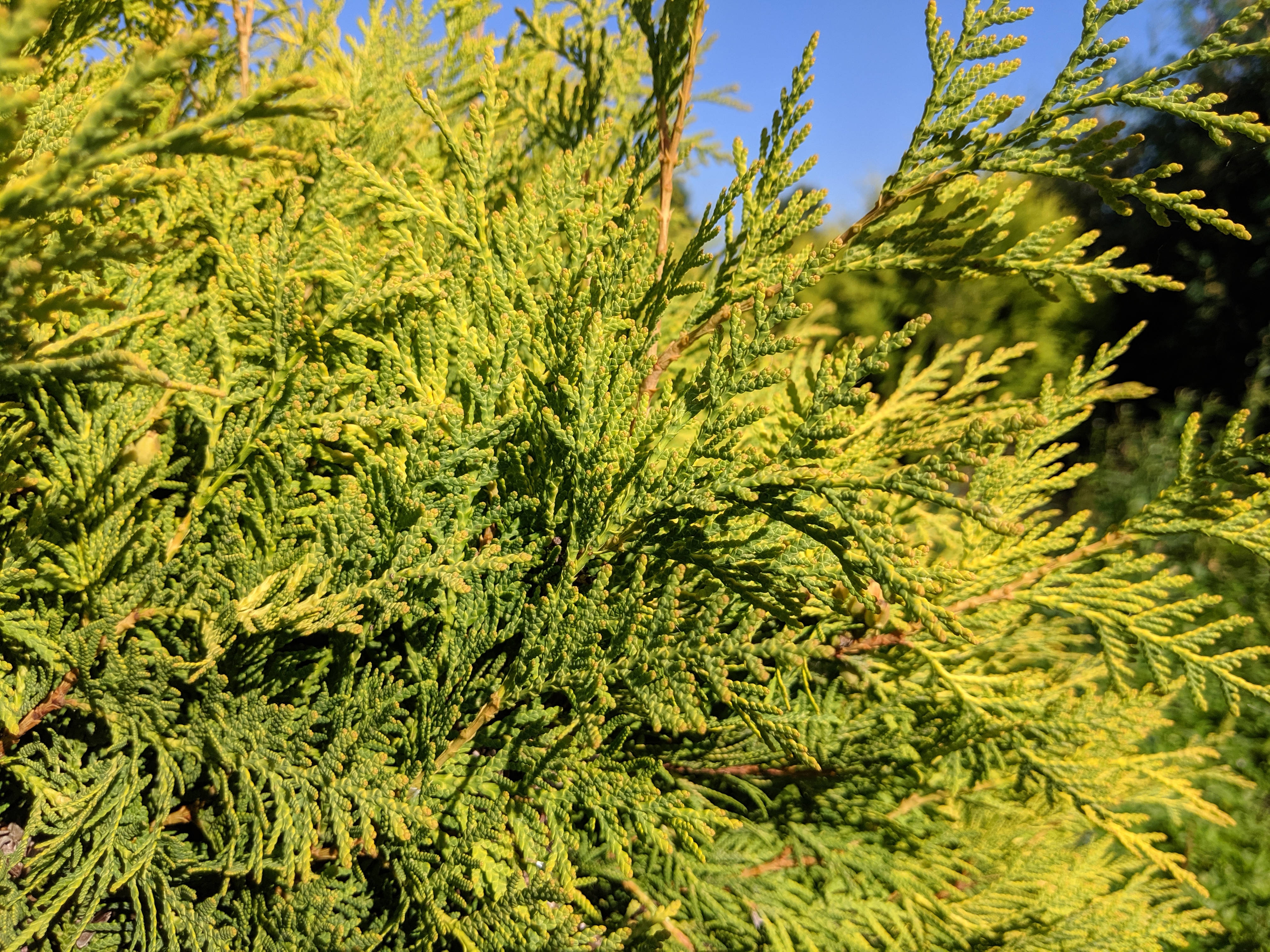 Golden Champion Cedar Foliage