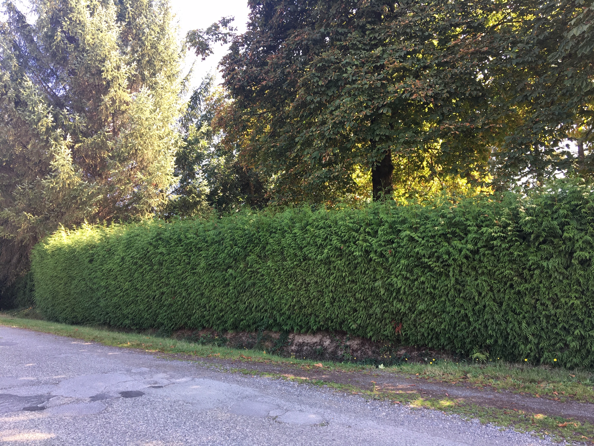 Green Giant Hedge 2
